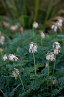 Dicentra 'Langtrees'