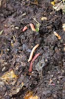 Tiger earthworm - Eisenia fetida in rotting compost from kitchen waste