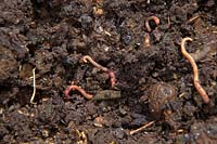 Tiger earthworm - Eisenia fetida in rotting compost from kitchen waste