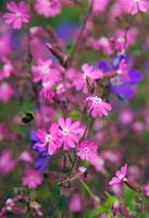 Silene dioica - Red Campion with Geranium 'Orion' AGM