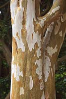 Luma apiculata AGM - Myrtle bark of large specimens growing in frost free climate
