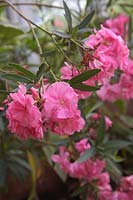 Nerium oleander 'Splendens' fragrant double pink Oleander