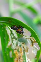 Lilioceris lilii - Scarlet Lily Beetle infestation on Lilium cultivar - the larvae cover themselves with faeces as a disguise