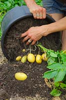 Solanum tuberosum 'Lady Christl'  AGM - harvesting or picking early potatoes growing in 20 litre plastic pot