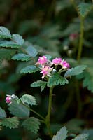 Rubus thibetanus