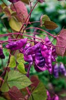 Dolichos lablab - Hyacinth bean or Egyptian bean - seed pods