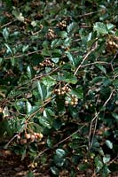 Sorbus devoniensis