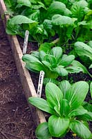 Pak Choi - Brassica rapa  - Chinensis Group -  'Hanakan' with Brassica juncea v crispifolia - Indian Mustard Amsoi in a polytunnel from a late July sowing