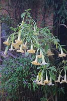 Brugmansia x candida 'Variegata' with Salvia 'Phyllis' Fancy'