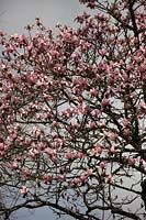 Magnolia campbellii  - Raffillii Group -  'Charles Raffill'