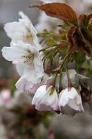 Prunus 'Tai-haku' AGM white cherry blossom