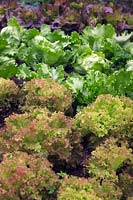 Lettuce 'Lakeland' Rossa Ricciolina and Cos 'Dazzle'