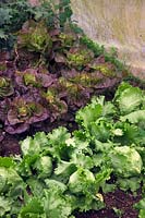 Lettuce 'Lakeland' Rossa Ricciolina and Cos 'Dazzle' growing in polytunnel