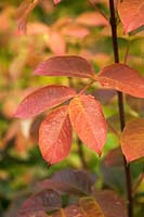 Staphylea pinnata autumn colour