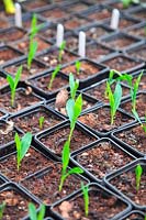 Germinating sweet corn Zea mais in individual pots variety 'Sweet Nugget'