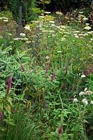 Teucrium hircanicum with Cenolophium denudatum and Echium vulgare - Vipers Bugloss