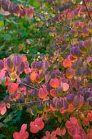 Cercidiphyllum japonicum AGM autumn foliage