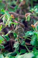 Botrytis cinerea - grey mould on overwintered bedding plants is encouraged by poor ventilation and moist conditions. Prune out diseased growth, give drier conditions and improve ventilation will reduce.
