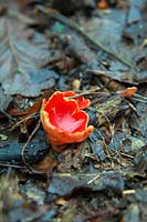 Sarcoscypha coccinea, commonly known as the scarlet elf cup growing in leaf litter ina Devon garden