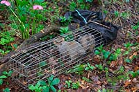Sciurus carolinensis - Grey Squirrel - double entry run through trap with trapped squirrel