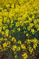 Brassica napus oilseed rape in flower