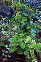 Plectranthus madagascariensis 'Variegated Mintleaf'  - v -  AGM, Helichrysum petiolare 'Limelight' AGM, Brassica oleracea 'Cavolo Nero' and Plectranthus fruticosus grown as foliage plants in a terracotta pot