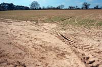 Soil erosion caused by heavy rain and late autumn sown crop with insufficient cover developed for the winter and with tractor wheelmarkings - shown early April