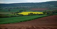 Oilseed Rape , Saint Hill, Blackborough, Blackdown Hills, Devon