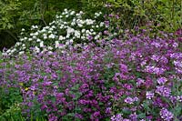 Lunaria annua - Honesty with Rhododendron 'Cunningham's White' at rear