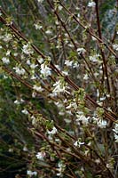 Lonicera x purpusii - Winter Fragrant Honeysuckle