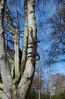 Lizard or Gecko basketwork sculpture as woodland ornament in garden