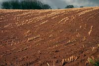 Maize field after harvest - steep ground in Devon with cultivation up and down the slope shows evidence of soil erosion
