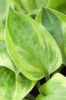 Hosta 'Radiant Edger' with variegated foliage