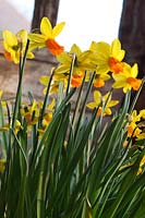Narcissus 'Jetfire' in the porch at Great Dixter. Mandatory credit Jo Whitworth