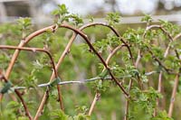 Raspberry 'Octavia' canes tied to wire in arches