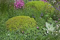 Clipped topiary Box ( Buxus ) domes, grasses and perennials. Brewin Dolphin Garden RHS Chelsea Flower Show. Design Robert Myers