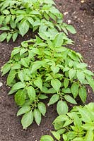 Potato plant 'Anya' growing in spring