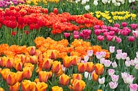 Tulipa - Tulip display of T. 'Janneke's Orange', T. 'Symphony', T. 'Orca', T. 'Carola', T. 'Canadian'. RHS Gardens, Wisley.