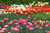 Tulipa - Tulip display at RHS Gardens, Wisley. Tulipa 'Carola' in foreground, T. 'Henny van der Most' behind.