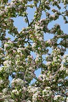 Malus domestica - Apple tree in blossom