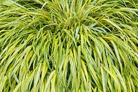 Hakonechloa macra 'Aureola' - Fountain Grass - an ornamental golden grass for the garden