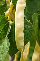 Climbing French Bean 'Goldfield' - flat yellow beans