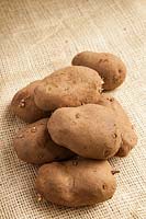 Potato 'Sharpe's Express'. 1st Early new potatoes