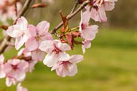Prunus 'Jacqueline' Cherry blossom