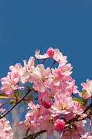Malus halliana - Hall Crabapple in blossom with blue sky