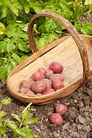 First Early Potato 'Red Duke of York' AGM freshly dug in a trug.