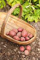 First Early Potato 'Red Duke of York' AGM freshly dug in a trug.