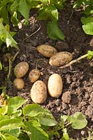 Freshly dug Potato 'Lady Christl' still attached to plant. First Early New Potato