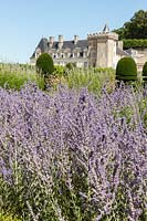 Informal perennial planting combined with formal topiary in the gardens of the Chateau de Villandry, France.