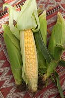 Freshly picked Sweetcorn, Corn on the Cob, Maize